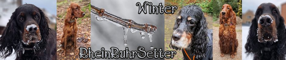 RheinRuhrSetter